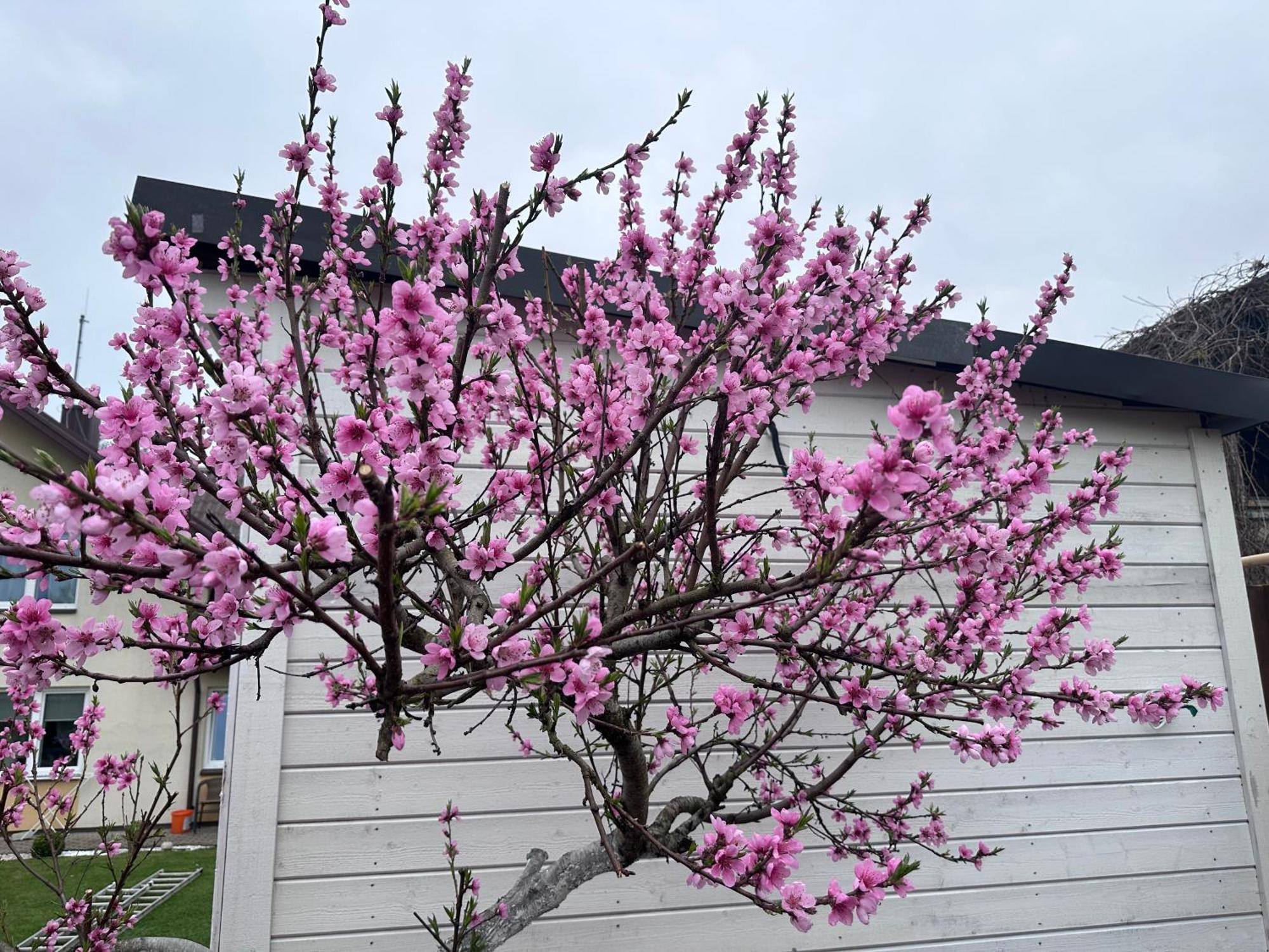 Maironio Apartamentai Palanga Luaran gambar